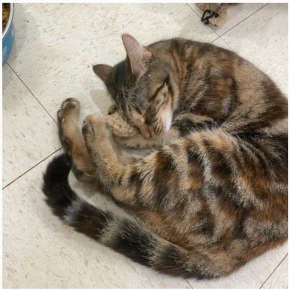 Hand Crafted Hearts Catnip Cat Toys Crocheted Potent Organic Yarn Interactive - Picture 7 of 8